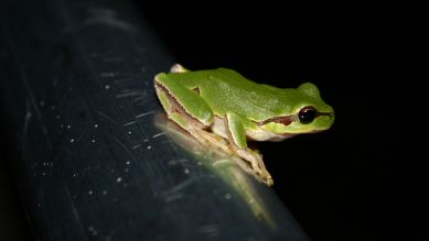 grüner Frosch, Bild: colourbox.com