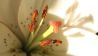 weiße Lilie, Bild: colourbox.com