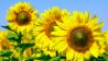Sonnenblumen, Bild: colourbox.com