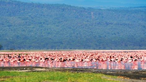 Flamingos im Wasser; Bild: colourbox.com/Anna Omelchenko