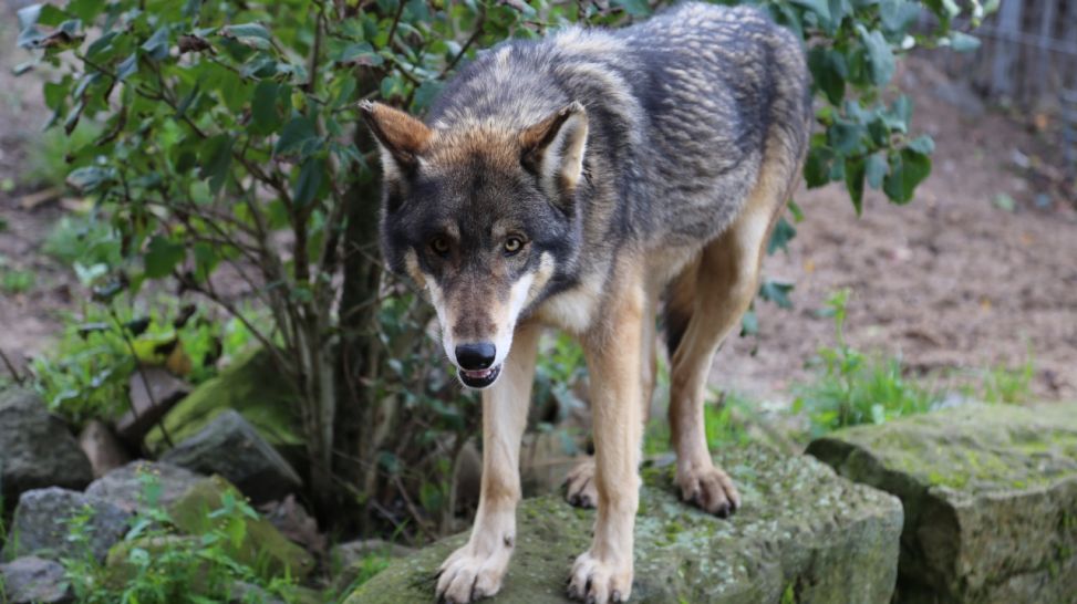 Wolf von Miguel de la Torre; Bild: rbb/Jirka Schaar