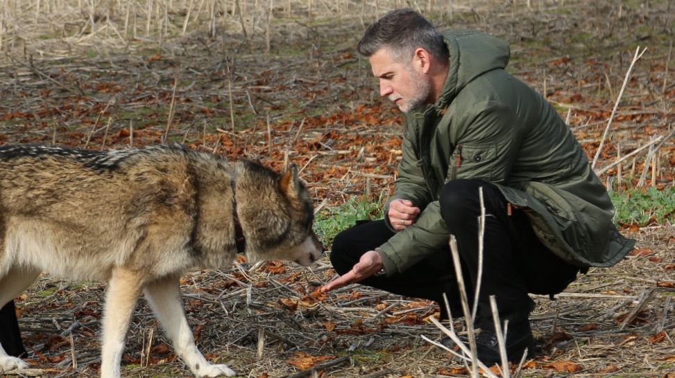 Moderator Sven Oswald mit einem Wolf; Bild: rbb/Jirka Schaar