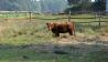 Ein Rind steht auf einer Weide in Werchau (Quelle: rbb)