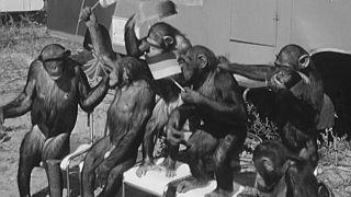 Schimpansen mit der England- und der Deutschlandfahne (Quelle: rbb)