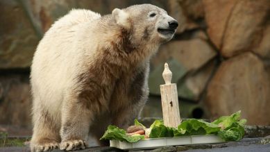 Eisbär Knut feiert seinen ersten Geburtstag, Bild: imago images / Christian Schroth