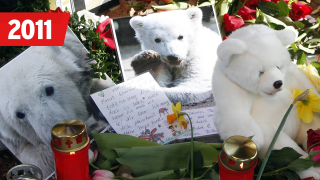 Eisbär Knut ist am 19.03.2011 plötzlich in seinem Gehege verstorben. Berliner und Menschen aus der ganzen Welt trauern um ihren Eisbären Knut.