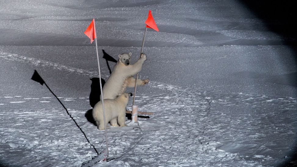 Expedition Arktis - Eisbären klettern an einer Fahne hoch (Quelle: ARD/rbb )