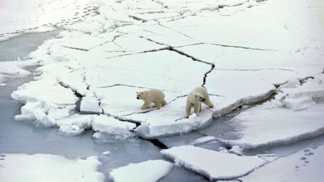 Expedition Arktis - Eisbären von oben (Quelle: HR/UFA/AWI)