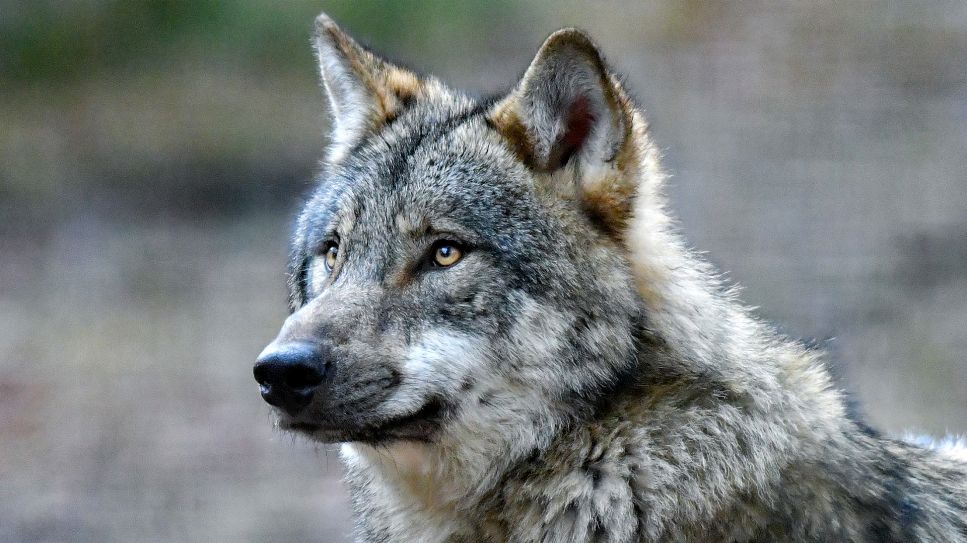 Wolf (Quelle: Patrick Pleul/dpa-Zentralbild/ZB)