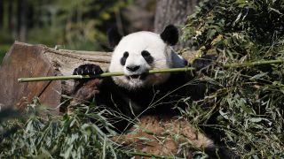 Ein Panda Bär frisst Bambus im Zoologischen Garten in Berlin, Bild: imago images/Norbert Schmidt