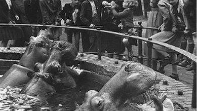 Die Flusspferde Knautschke, Grete und Bulette im Berliner Zoo, Juli 1953; Quelle: ARD