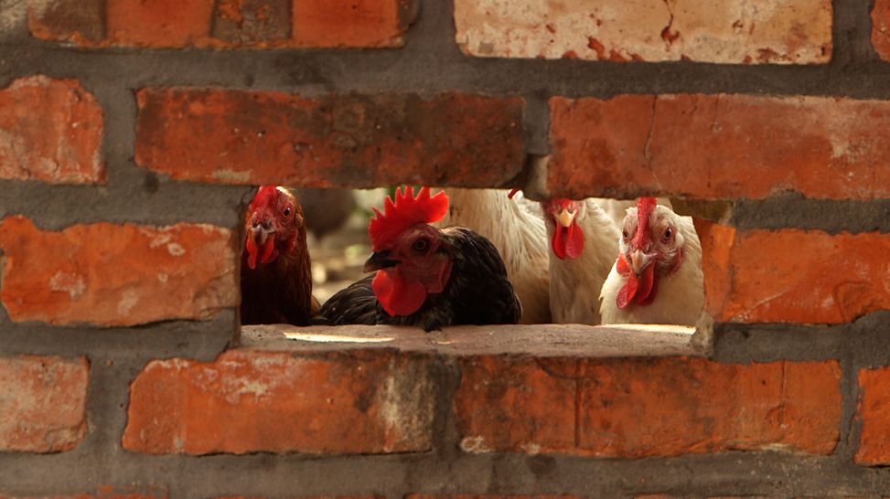 Hühner hinter einer Backsteinmauer. Quelle: rbb