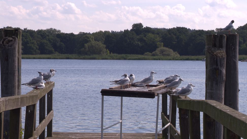 Möwen sitzen auf Bootsanleger an der Havel. Quelle: rbb