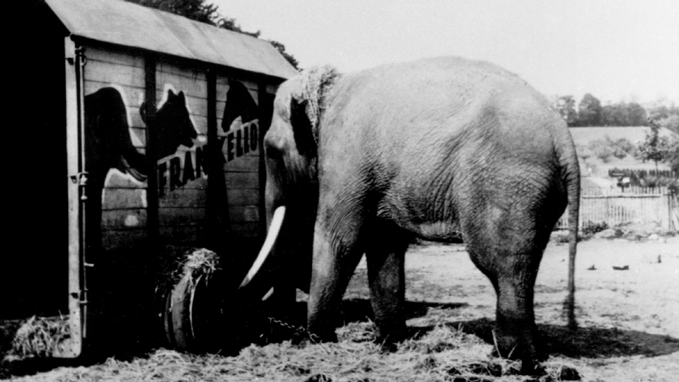 Elefant Sahib vom Zirkus Frankello (Anfang 50er Jahre); Quelle: rbb/Privatarchiv Dietmar Winkler