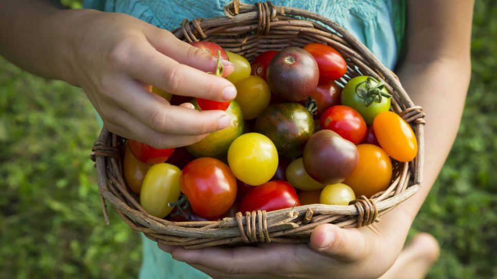 Ein Korb voller bunter Tomaten. (Quelle: imago images/Westend61)