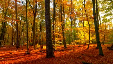 Der Grunewald im Herbst, Foto: rbb/Stephan Düfel
