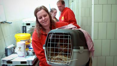 Tierpflegerin Stefanie Ave bringt Minischwein Amadeus zur Tierärztin; Quelle: rbb/Kristof Kannegießer