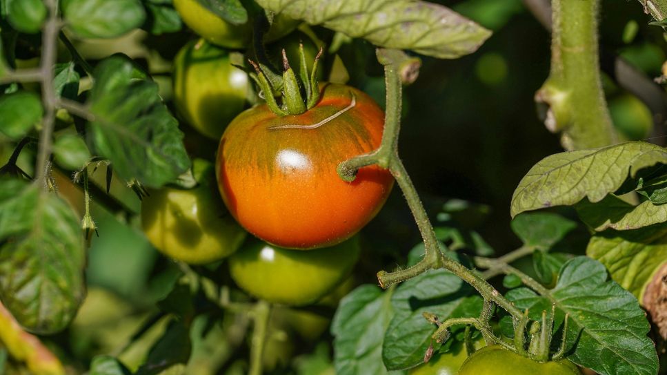 Tomaten am Strauch; Quelle: IMAGO/HOFER