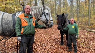 Mario Kaufmann mit einem Rückepferd (links im Bild) und sein Bruder Hardy, ebenfalls mit Pferd; Quelle: rbb