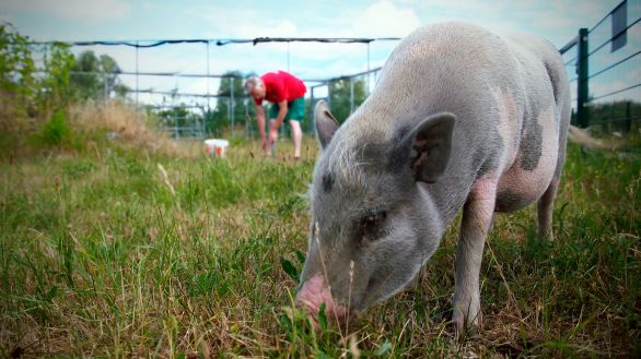 Minischwein Klaus auf dem Nutztiebauernhof; Quelle: rbb/Alexander Seidenstücker