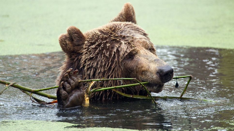 Ein Braunbär schwimmt in seinem Gehege im Wildpark Johannismühle; Quelle: dpa-Zentralbild