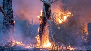 Brennende Bäume bei Kölsa (Südbrandenburg); Quelle: IMAGO/B&S/Bernd März