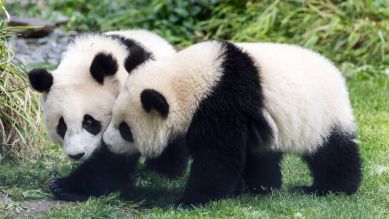 Die Pandajungen Pit und Paule; Quelle: Olaf Wagner via www.imago-images