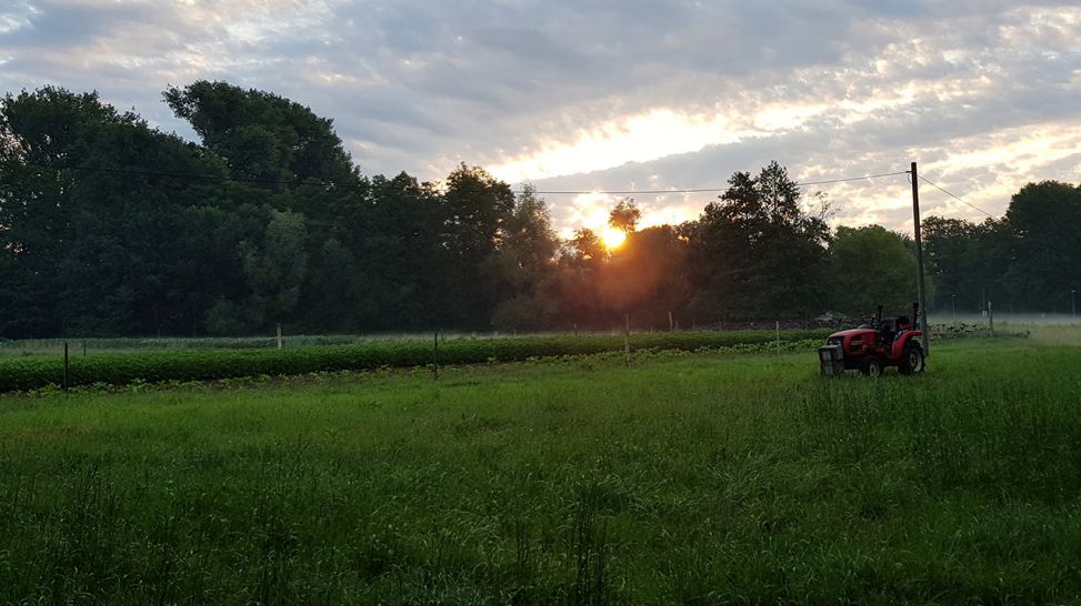 Sonnenaufgang im Spreewald am 21. Juni 2018 © rbb/Mirko Franceschina