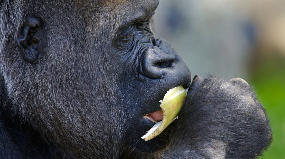 Gorilla (Bild: Colourbox)