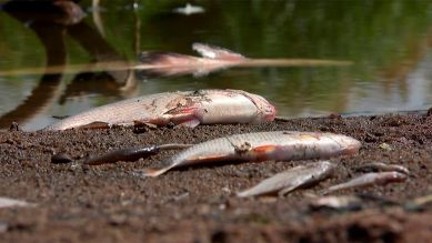 Tote Fische im Sommer 2022 (Bild: rbb/Grzegorz Marcinkiewicz)