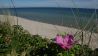 Blume am einsamen Strand auf der dänischen Insel Anholt (Bild: NDR/rbb/Christoph Hauschild)