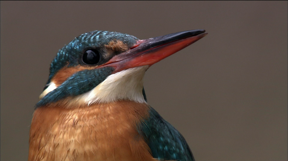Der Kopf eines Eisvogels in der Seitenansicht. (Quelle: Screenshot ARTE)