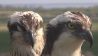 Fischadler (Bild: NDR Naturfilm)
