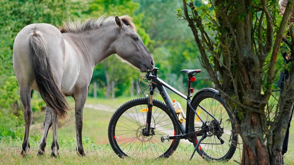 Pferd schnuppert an einem Fahrrad im Naturpark Barnim (Bild: rbb/Wolfgang Albus)