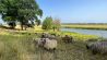 Schafe weiden am Fluss (Bild: rbb/Wolfgang Albus)