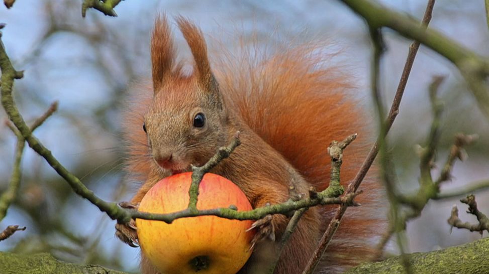 Eichhörnchen mit Apfel (Quelle: rbb)