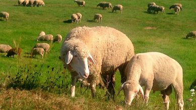 Schafe auf dem Oderdeich © rbb/Ulrike Licht