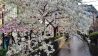 01.04.2013 - Sakura in Kyoto; Quelle: Ingo Aurich