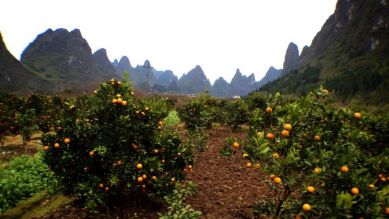 Mandarinenhaine am Wegesrand; Quelle: Ingo Aurich
