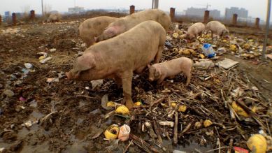 1197 Auf der Fahrt nach Changsha treffen wir auf Pampelmusen essende Schweine; Quelle: Ingo Aurich
