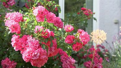 Rose "Heiderose" (Quelle: rbb)