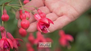 Fuchsien 'Phyllis' (Quelle: rbb)
