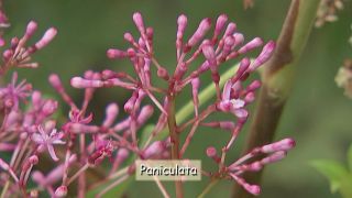 Fuchsien 'Paniculata' (Quelle: rbb)