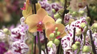 Orchideengärtnerei: Orchideen (Quelle: rbb)