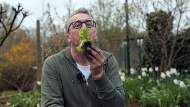 Horst sein Schrebergarten - Salat pflanzen