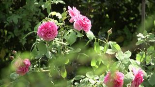Rosen hochbinden - Die rbb Gartenzeit meldet sich aus dem Pfarrgarten in Saxdorf, unweit von Bad Liebenwerda