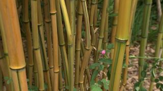 Zickzack-Bambus - Die rbb Gartenzeit meldet sich aus dem Pfarrgarten in Saxdorf, unweit von Bad Liebenwerda