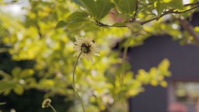 rbb Gartenzeit: Tipps - Bienenpflanze Schuppenkopf
