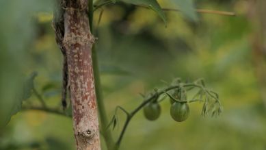 rbb Gartenzeit Tipps: Tomaten pflegen