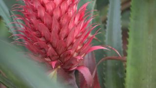 rbb Gartenzeit: Ananaspflanze im Botanischen Garten
